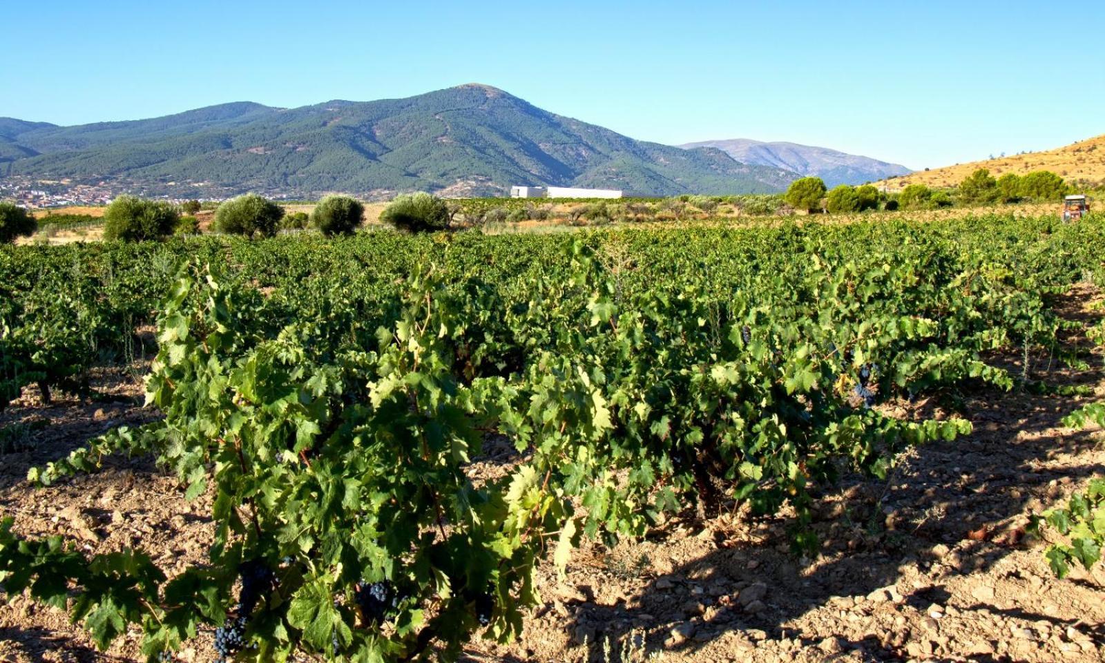 Hotel Tierras De Cebreros Εξωτερικό φωτογραφία